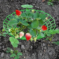 Garden King Podložka pod jahody plast 30 cm 10 ks